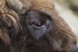 Wisent or European Bison (Bison bonasus)