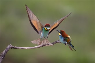 Bee-eaters (Merops apiaster)
