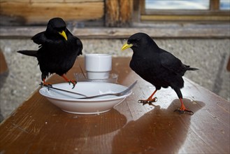 Alpine Choughs or Yellow-billed Choughs (Pyrrhocorax graculus) feeding from a plate