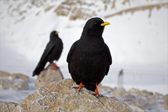 Alpine Choughs or Yellow-billed Choughs (Pyrrhocorax graculus) perched on rocks