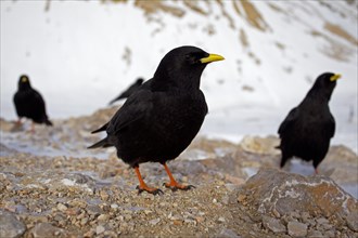 Alpine Choughs or Yellow-billed Choughs (Pyrrhocorax graculus)