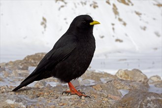 Alpine Chough or Yellow-billed Chouch (Pyrrhocorax graculus)