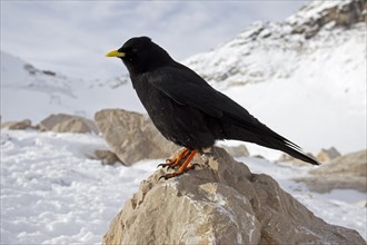 Alpine Chough or Yellow-billed Chouch (Pyrrhocorax graculus) perched on a rock