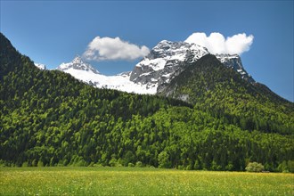 Meadow in front of Mt Reifhorn near Lofer