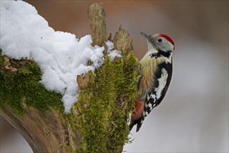 Middle Spotted Woodpecker (Dendrocopos medius) in winter