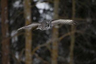 Great Grey Owl or Great Gray Owl (Strix nebulosa) in flight
