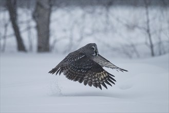 Great Grey Owl or Great Gray Owl (Strix nebulosa) diving for prey in winter