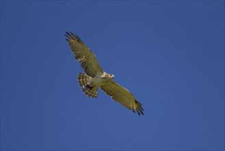 Short-toed Snake Eagle (Circaetus gallicus) in flight