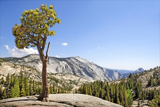 Gnarly Pine at Olmsted Point