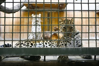Amur Leopard (Panthera pardus orientalis) in a small cage at Tiergarten Berlin zoo