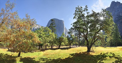 Garden with trees in Yosemite Valley with El Capitan and Cathedral Rock