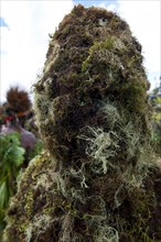 Man covered in moss at the traditional sing-sing gathering