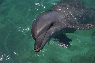 Common Bottlenose Dolphin (Tursiops truncatus) in the harbour of Honiara
