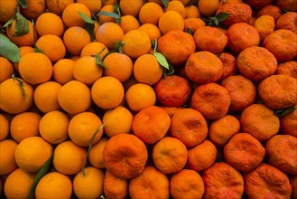 Oranges and mandarins for sale in the Bazaar of Sulaymaniyah