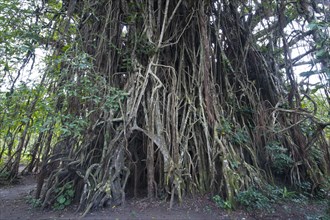 Giant Banyan tree (Ficus sp.)