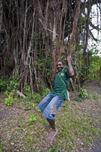 Local man swinging in the roots of a Giant Banyan tree (Ficus sp.)