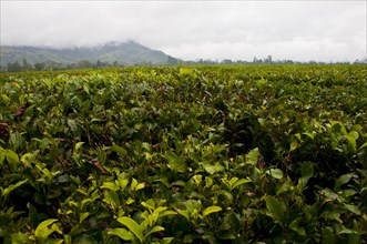 Coffee plantation (Coffea arabica)