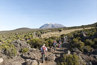 Group of hikers with Giant Groundsel (Dendrosenecio kilimanjari)