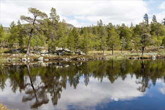 Scots Pines (Pinus sylvestris) on the shore with reflections in Lake Djupsjoen