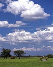 Rice fields in the province of Nueva Ecija