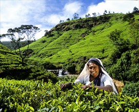 Tea picker working on a tea plantation