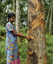 Woman scoring the rubber tree (Hevea brasiliensis)