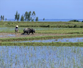 Rice farmer and water buffalo in a rice field