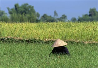 Women working in a rice field