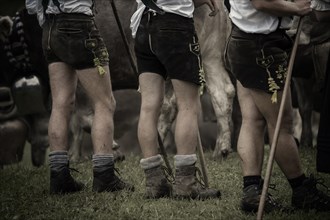 Shepherds legs in front of a herd of cattle during the Viehscheid cattle drive