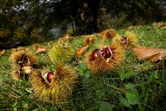 Chestnut (Castanea) on a meadow
