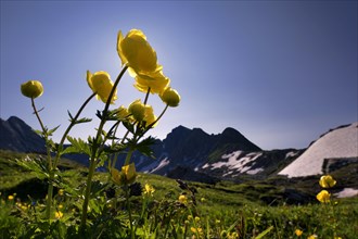 Globe Flowers (Trollius europaeus) with a panoramic view of the mountains