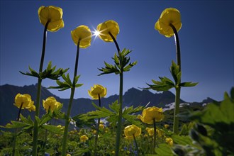 Globe Flowers (Trollius europaeus) with a panoramic view of the mountains with the sun