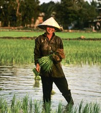 Female worker in a paddy paddy