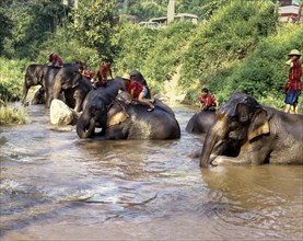 Elephants bathing