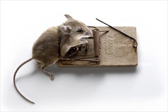 Dead House mouse (Mus musculus) in a mousetrap