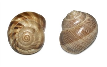Empty shell of a Burgundy Snail
