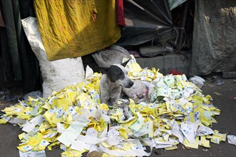 Dog lying on a pile of old lottery tickets