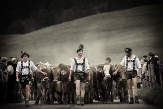 Shepherds with a herd of cattle during the Viehscheid cattle drive