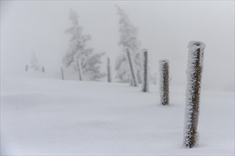 Fence posts with snow-covered spruce trees (Picea)