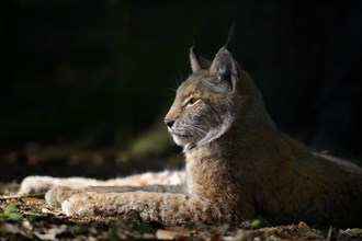 Eurasian Lynx or Northern Lynx (Lynx lynx) lying in a sunny spot