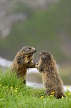 Alpine Marmots (Marmota marmota) quarreling on a alpine meadow
