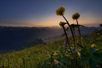 Globe Flower (Trollius europaeus) at sunset with the panoramic view of mountains