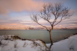 Young birch (Betula) before fjord in winter landscape