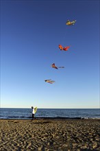 Man with many kites on the beach