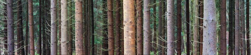 Spruce (Pices abies) tree trunks