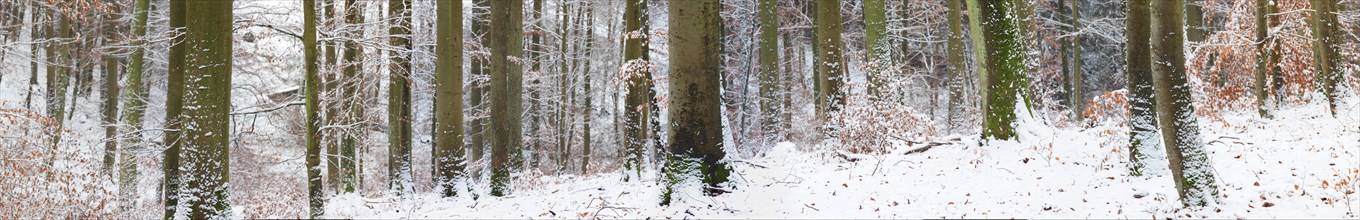 Snowy winter forest