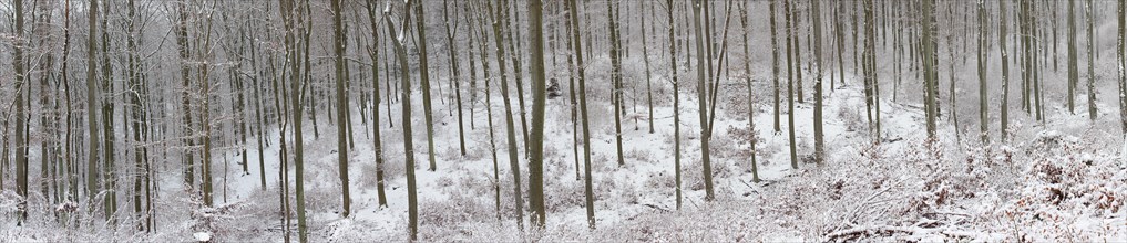 Snowy winter forest