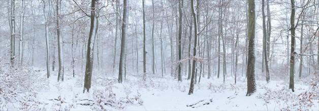 Panoramic view