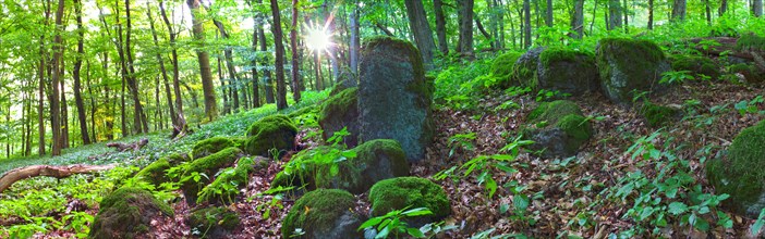 Moss-covered basalt stones in a spring forest with the rising sun