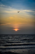 Seagull against the rising sun